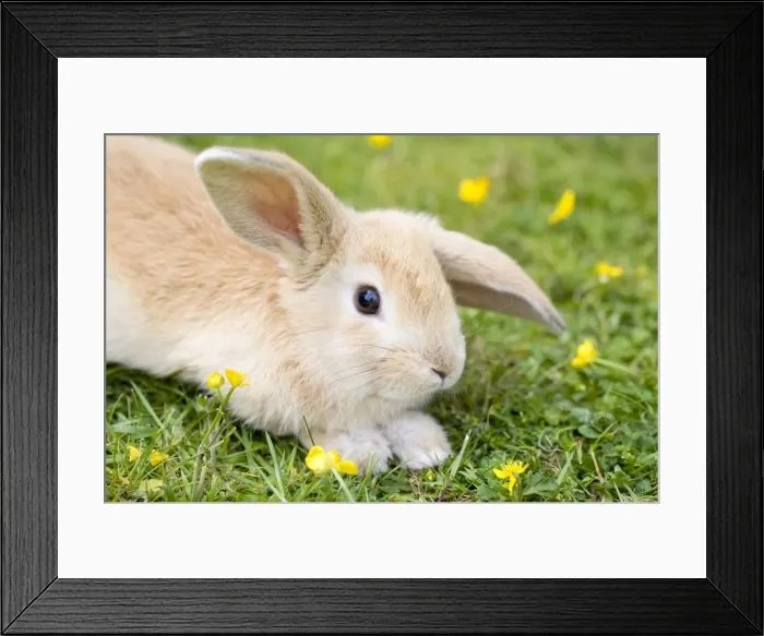 Framed Print : Lop Eared Rabbit - juvenile on garden lawn