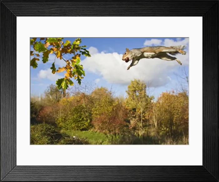 Framed Print : Grey Squirrel - jumping in mid-air - with nut in mouth - wide angle - Bedfordshire UK 11478 Framed Print : Grey Squirrel - jumping in mid-air - with nut in mouth - wide angle - Bedfordshire UK 11478
