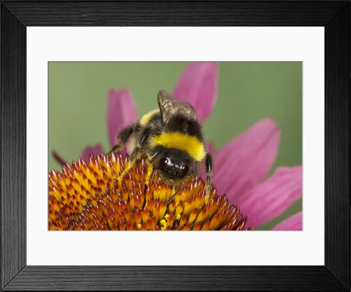 Framed Print : Buff-tailed Bumblebee - feeding on Echinacea Flower Bombus terrestris Essex, UK IN000829 Framed Print : Buff-tailed Bumblebee - feeding on Echinacea Flower Bombus terrestris Essex, UK IN000829