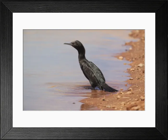 Framed Print : Little Black Cormorant At a stock dam just south of Kulgera, Northern Territory, Australia Framed Print : Little Black Cormorant At a stock dam just south of Kulgera, Northern Territory, Australia