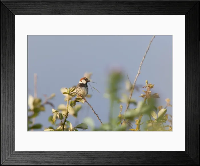 Framed Print : Spanish Sparrow - adult male perching on undergrowth with nesting material in beak - Extremadura, Spain Framed Print : Spanish Sparrow - adult male perching on undergrowth with nesting material in beak - Extremadura, Spain