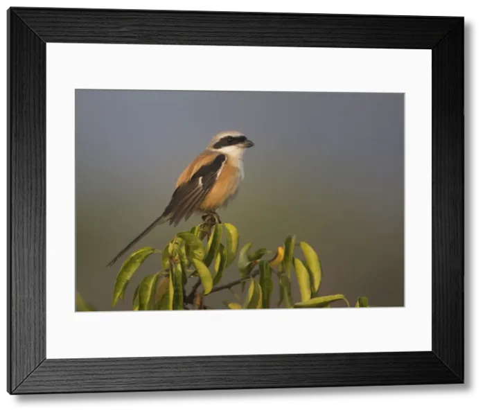 Framed Print : Long-tailed Shrike At Salim Ali Bird Sanctuary, Chorao, India Framed Print : Long-tailed Shrike At Salim Ali Bird Sanctuary, Chorao, India