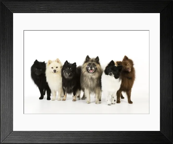Framed Print : DOG. 6 German Spitz Mittels Framed Print : DOG. 6 German Spitz Mittels
