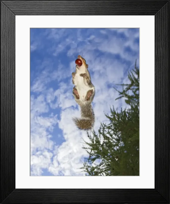 Framed Print : Grey Squirrel - jumping in mid-air - with nut in mouth - wide angle - Bedfordshire UK 11439 Framed Print : Grey Squirrel - jumping in mid-air - with nut in mouth - wide angle - Bedfordshire UK 11439