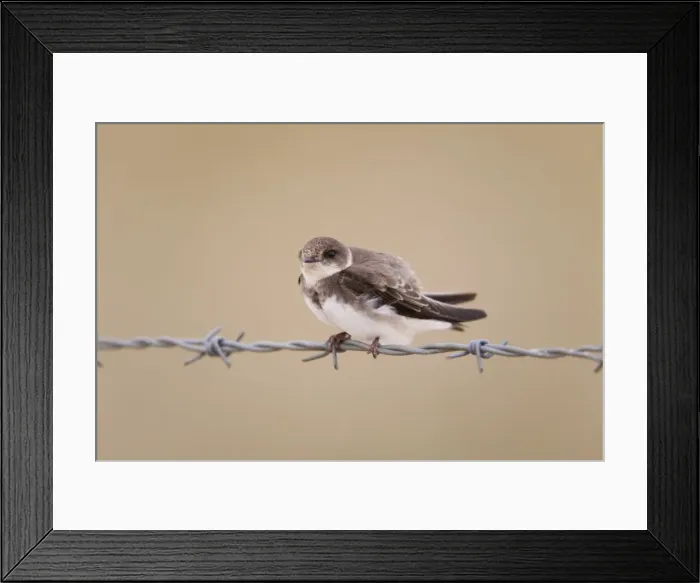 Framed Print : Sand Martin - perched on barbed wire Framed Print : Sand Martin - perched on barbed wire