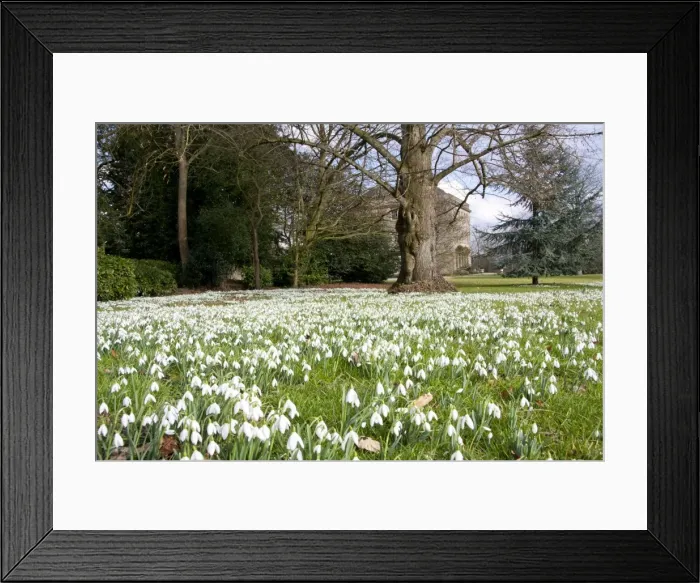 Framed Print : Snowdrop - carpet of flowers - Wiltshire - England - UK Framed Print : Snowdrop - carpet of flowers - Wiltshire - England - UK