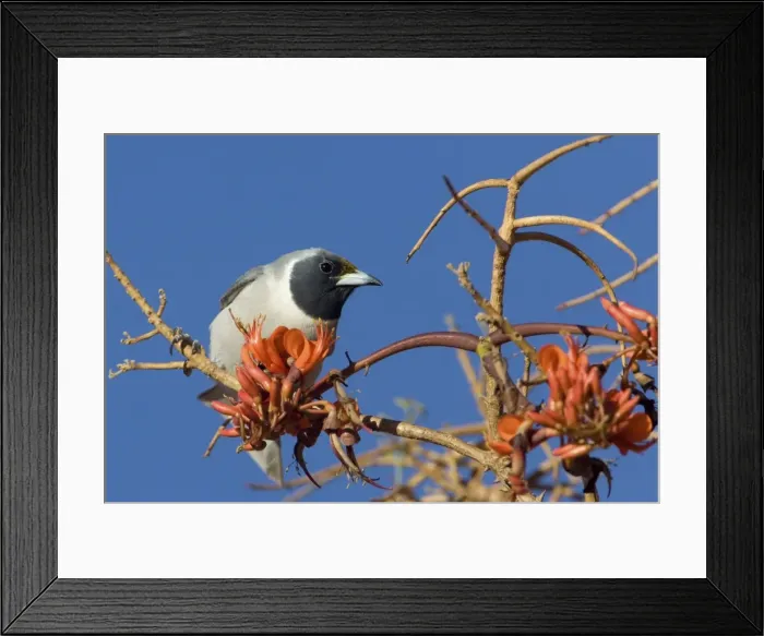Framed Print : Masked Woodswallow At Mt Liebig Aboriginal Community, Northern Territory, Australia. The tree it is on is Erythrina vespertilio variously called Bat's Wing Coral Tee, Grey Corkwood and Stuart Bean Tree Framed Print : Masked Woodswallow At Mt Liebig Aboriginal Community, Northern Territory, Australia. The tree it is on is Erythrina vespertilio variously called Bat's Wing Coral Tee, Grey Corkwood and Stuart Bean Tree