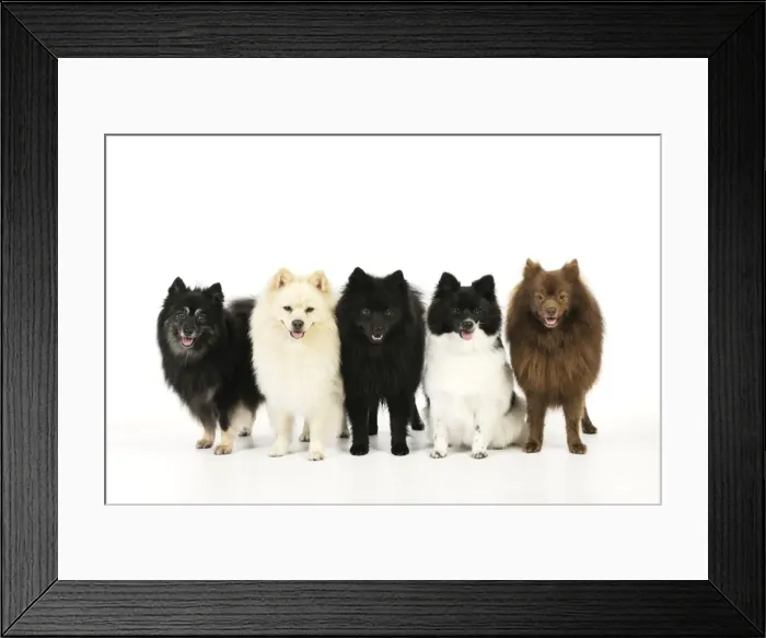 Framed Print : DOG. 5 German Spitz Mittels Framed Print : DOG. 5 German Spitz Mittels