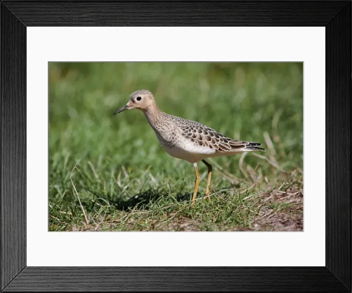 Framed Print : Buff Breasted Sandpiper - Isles of Scilly Framed Print : Buff Breasted Sandpiper - Isles of Scilly