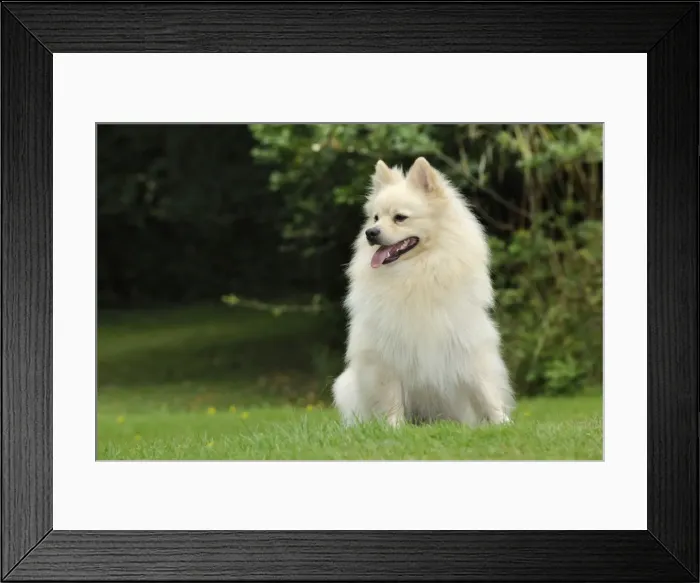 Framed Print : DOG. German Spitz Mittel Framed Print : DOG. German Spitz Mittel