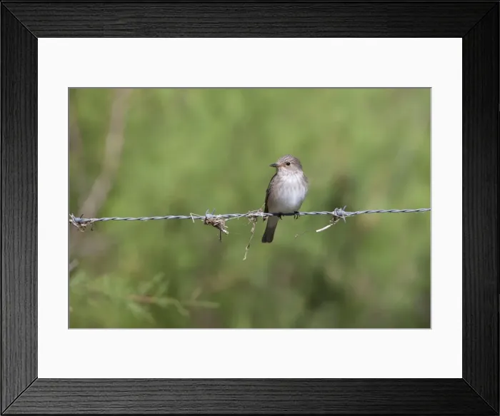 Framed Print : Spotted Flycatcher - single adult perching on barbed wire fence - Southern Spain