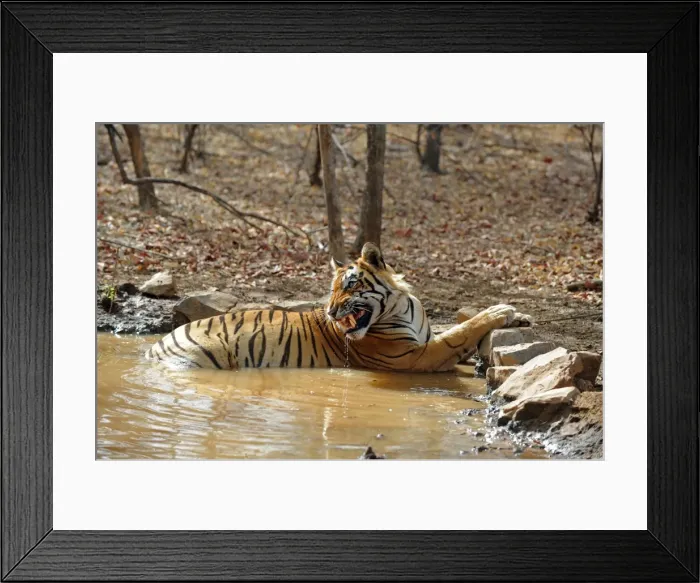 Framed Print : Tiger - in water pool - snarling - Ranthambhore National Park - Rajasthan - India Framed Print : Tiger - in water pool - snarling - Ranthambhore National Park - Rajasthan - India