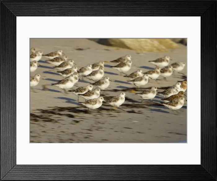 Framed Print : Sanderling - flock running on a beach Framed Print : Sanderling - flock running on a beach