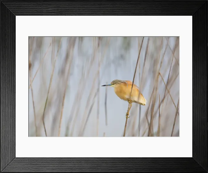 Framed Print : Squacco Heron - adult hunting among reeds - Southern Spain Framed Print : Squacco Heron - adult hunting among reeds - Southern Spain