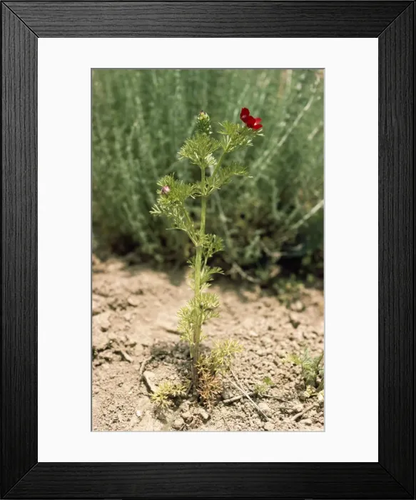 Framed Print : Pheasant's Eye Framed Print : Pheasant's Eye