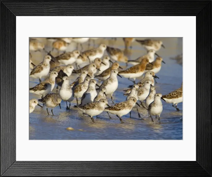 Framed Print : Sanderling - flock on the shore Framed Print : Sanderling - flock on the shore