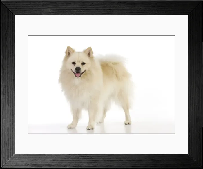 Framed Print : DOG. German Spitz Mittel Framed Print : DOG. German Spitz Mittel