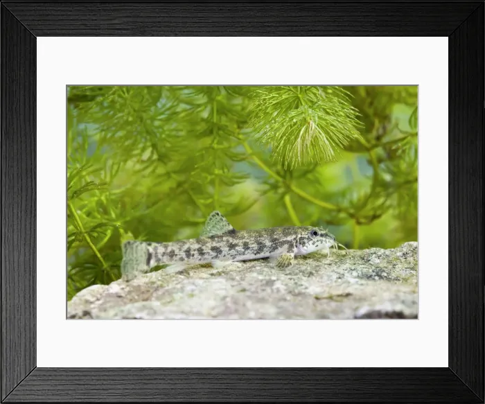 Framed Print : Stone Loach - underwater photo of single fish resting on top of a stone - Wiltshire - England - UK Framed Print : Stone Loach - underwater photo of single fish resting on top of a stone - Wiltshire - England - UK