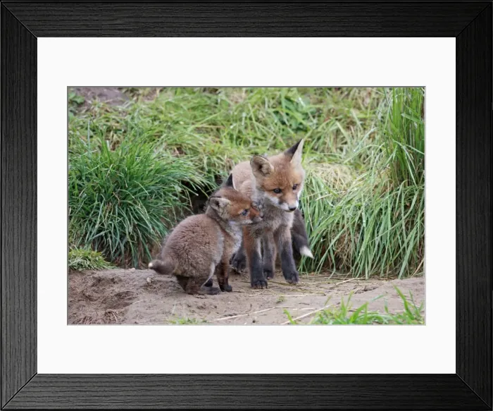 Framed Print : Red Fox - cubs from different litters outside earth - Bedfordshire UK 9906 Framed Print : Red Fox - cubs from different litters outside earth - Bedfordshire UK 9906