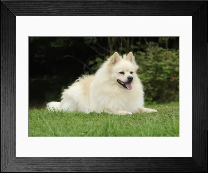 Framed Print : DOG. German Spitz Mittel Framed Print : DOG. German Spitz Mittel