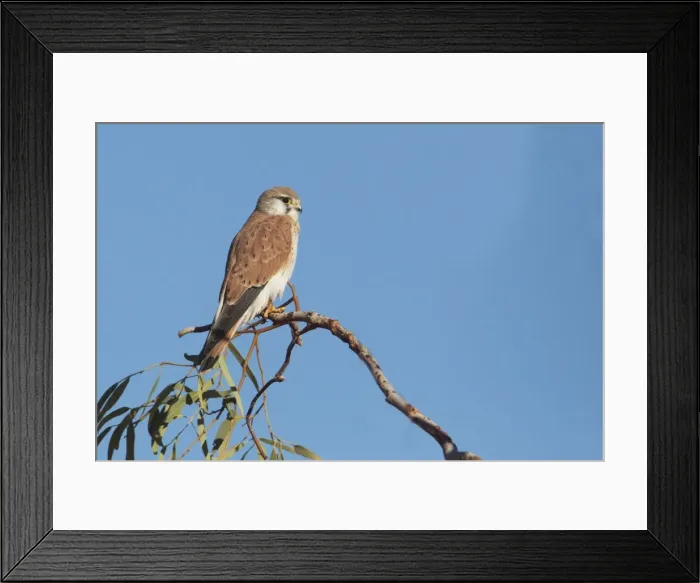 Framed Print : Nankeen Kestrel At Aputula Aboriginal Community, Finke, Northern Territory, Australia
