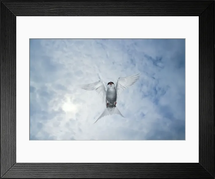 Framed Print : Arctic Tern - showing aggresion - Farne Island - Nurthumberland - UK Framed Print : Arctic Tern - showing aggresion - Farne Island - Nurthumberland - UK
