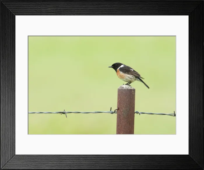 Framed Print : Stonechat - Single adult male perching on a post - Extremadura, Spain Framed Print : Stonechat - Single adult male perching on a post - Extremadura, Spain