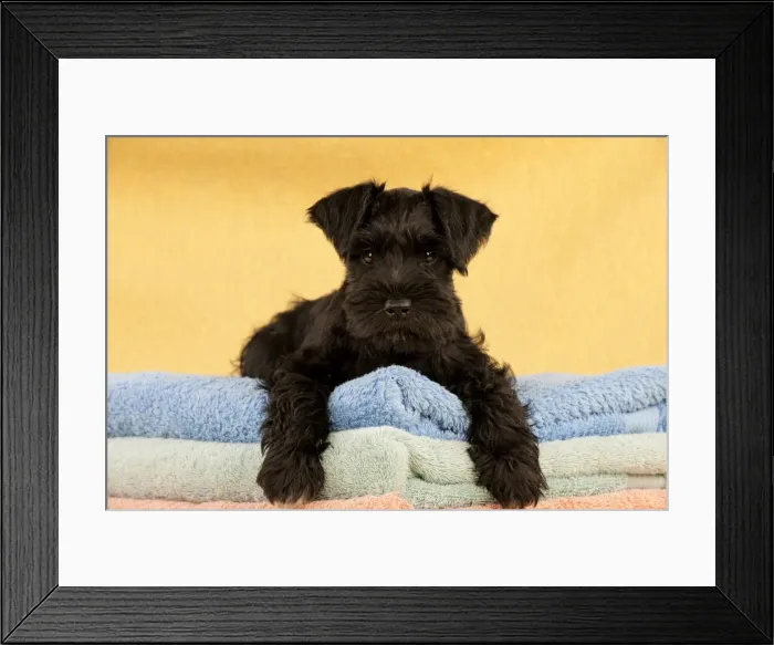 Framed Print : Dog - Miniature Schnauzer - 10 week old puppy - lying down on a pile of towels Framed Print : Dog - Miniature Schnauzer - 10 week old puppy - lying down on a pile of towels