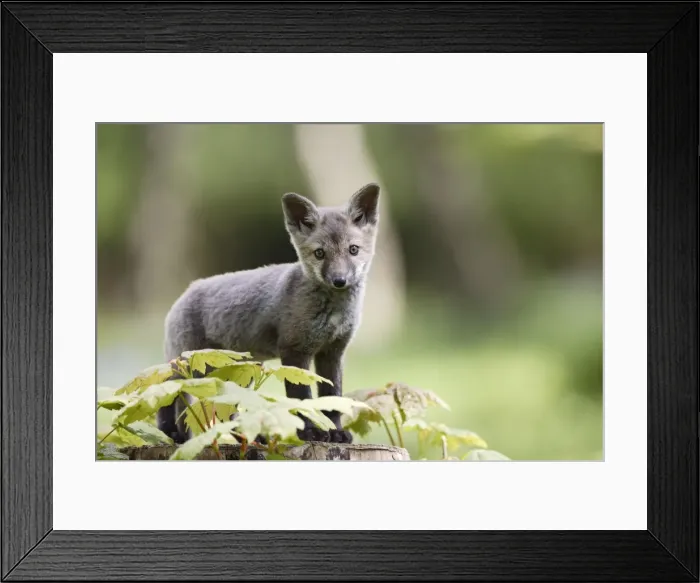 Framed Print : Red Fox - cub exploring - Bedfordshire UK 9973 Framed Print : Red Fox - cub exploring - Bedfordshire UK 9973