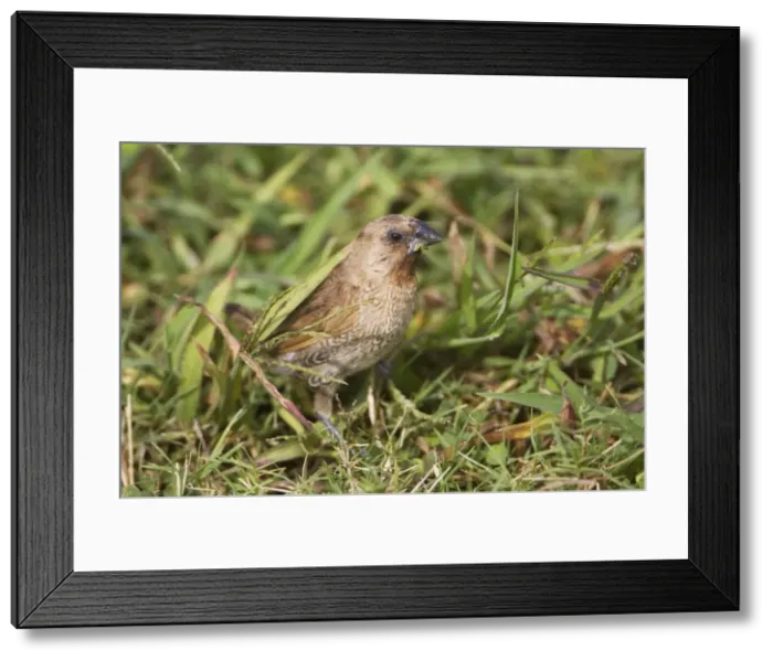Framed Print : Nutmeg Mannikin Feeding among rank grasses along the Cairns Esplanade, Queensland, Australia Framed Print : Nutmeg Mannikin Feeding among rank grasses along the Cairns Esplanade, Queensland, Australia