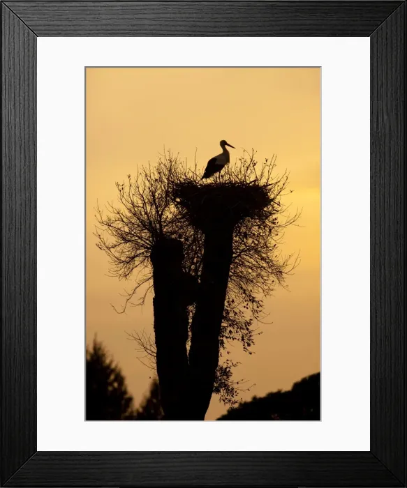 Framed Print : White Stork - single adult on nest silhouetted against evening sky - Southern Spain Framed Print : White Stork - single adult on nest silhouetted against evening sky - Southern Spain