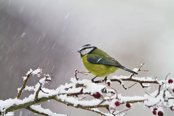 Blue Tit - feeding on hawthorn in falling snow - Bedfordshire UK 8858