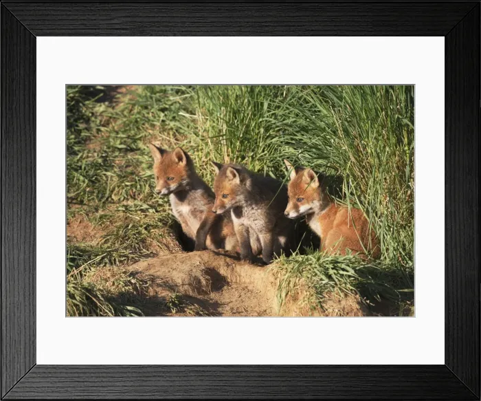 Framed Print : Red Fox - cubs outside earth - Bedfordshire UK 10031 Framed Print : Red Fox - cubs outside earth - Bedfordshire UK 10031