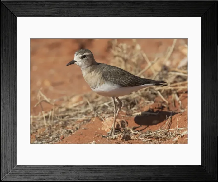 Framed Print : Oriental Plover Near Aputula Aboriginal Community, Finke, Northern Territory, Australia Framed Print : Oriental Plover Near Aputula Aboriginal Community, Finke, Northern Territory, Australia