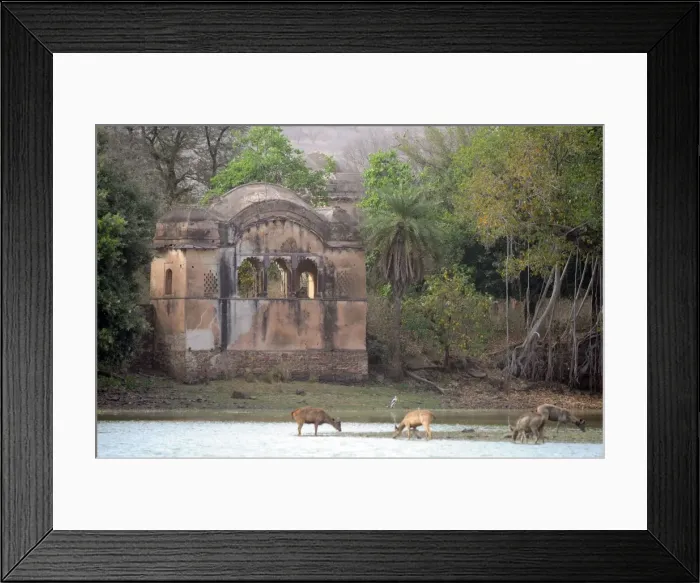 Framed Print : Tiger - watching Sambar Deer (Cervus unicolor) from Rajbagh Palace - Ranthambhore National Park - Rajasthan - India Framed Print : Tiger - watching Sambar Deer (Cervus unicolor) from Rajbagh Palace - Ranthambhore National Park - Rajasthan - India