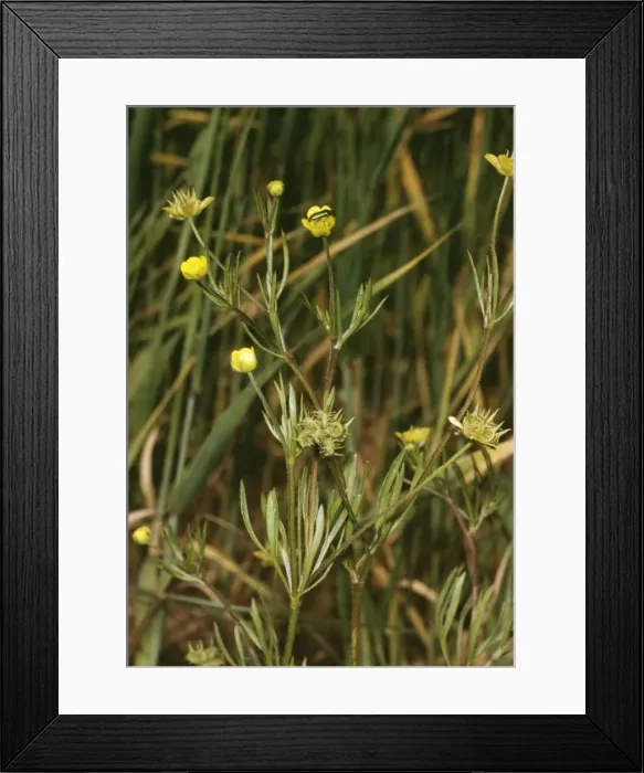 Framed Print : Corn Buttercup Framed Print : Corn Buttercup