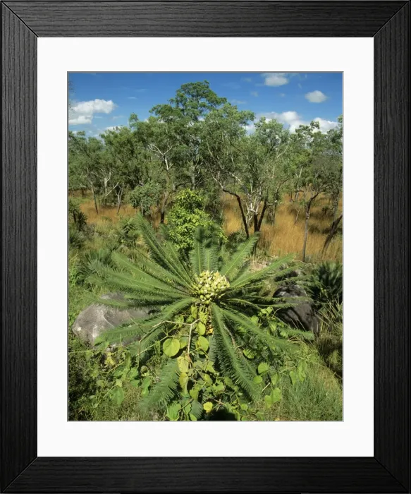 Framed Print : Cycad - Litchfield National Park, Northern Territory, Australia JPF29465 Framed Print : Cycad - Litchfield National Park, Northern Territory, Australia JPF29465