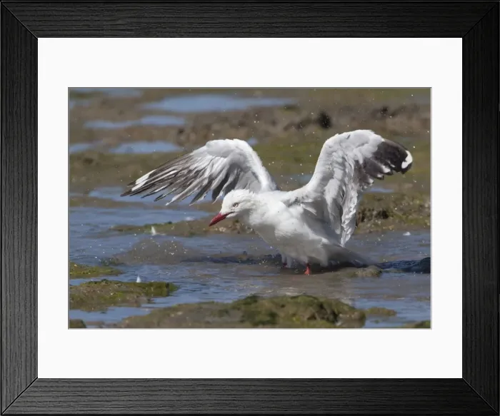 Framed Print : Silver Gull Bathing on the foreshore at Cairns Esplanade, Queensland, Australia Framed Print : Silver Gull Bathing on the foreshore at Cairns Esplanade, Queensland, Australia