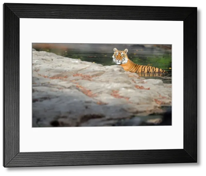 Framed Print : Tiger - in water pool - Ranthambhore National Park - Rajasthan - India Framed Print : Tiger - in water pool - Ranthambhore National Park - Rajasthan - India