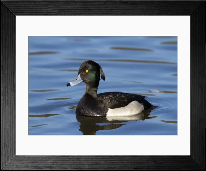 Framed Print : Tufted Duck - adult drake on water - Wiltshire - England - UK Framed Print : Tufted Duck - adult drake on water - Wiltshire - England - UK