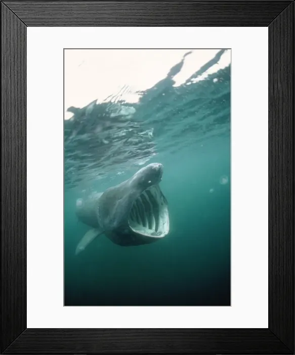 Framed Print : Basking Shark - Isle of Man Framed Print : Basking Shark - Isle of Man