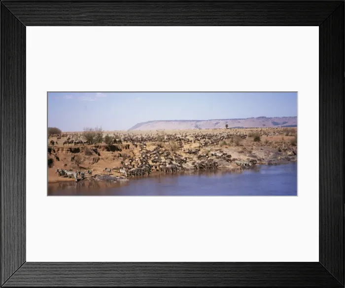 Framed Print : Wilderbeest - with Zebra (Equus quagga) drinking from Mara River Maasai Mara National Park, Kenya, Africa Framed Print : Wilderbeest - with Zebra (Equus quagga) drinking from Mara River Maasai Mara National Park, Kenya, Africa
