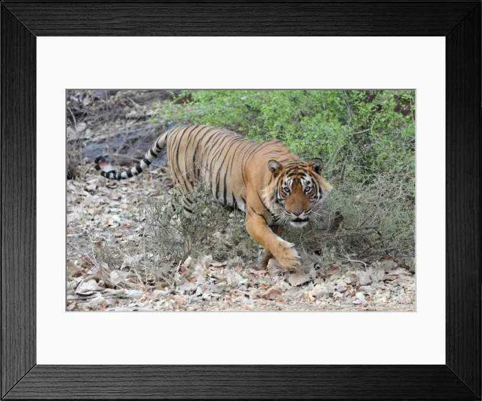 Framed Print : Tiger - walking - Ranthambhore National Park - Rajasthan - India Framed Print : Tiger - walking - Ranthambhore National Park - Rajasthan - India