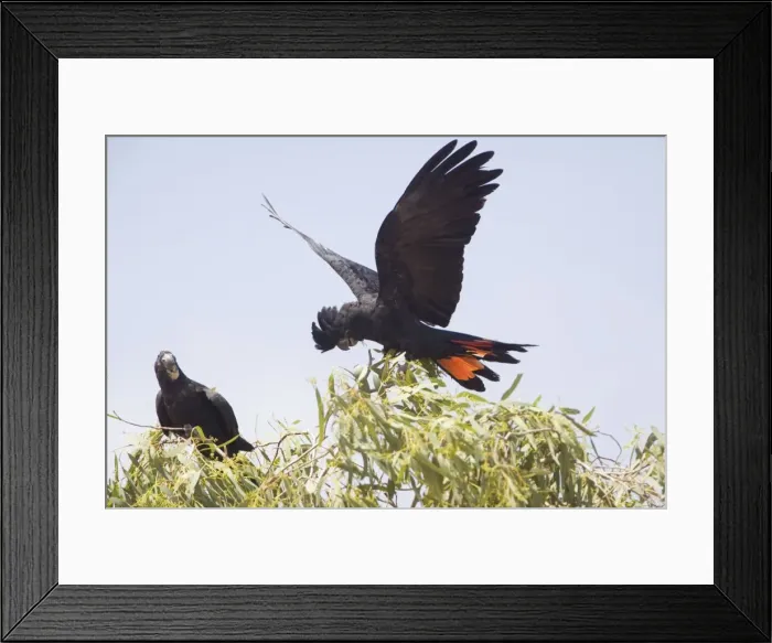 Framed Print : Red-tailed Black-Cockatoo Near the road leading from Finke to Mt Dare, southern Northern Territory, Australia Framed Print : Red-tailed Black-Cockatoo Near the road leading from Finke to Mt Dare, southern Northern Territory, Australia