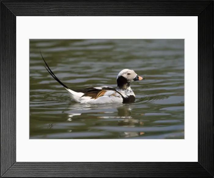 Framed Print : Long-tailed Duck Framed Print : Long-tailed Duck