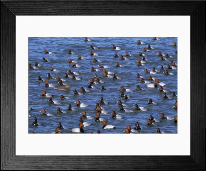 Framed Print : Pochard Duck - winter gathering - Norfolk UK Framed Print : Pochard Duck - winter gathering - Norfolk UK