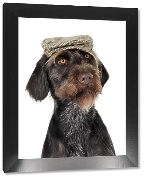 Dog. German Wire-Haired Pointer with hat