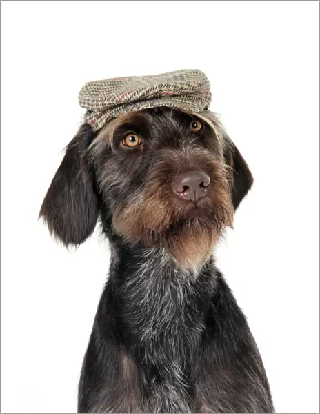 Dog. German Wire-Haired Pointer with hat