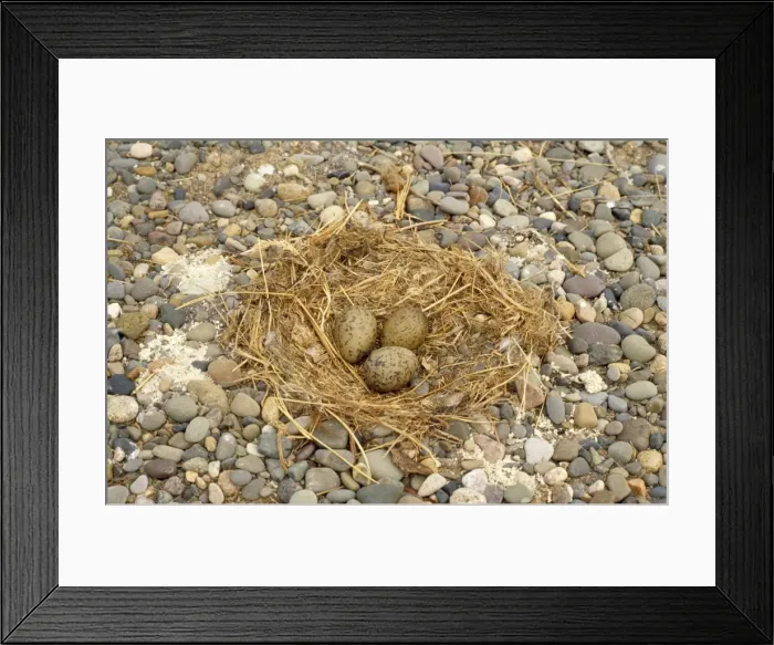 Framed Print : Lesser Black-backed Gull - nest and eggs Framed Print : Lesser Black-backed Gull - nest and eggs