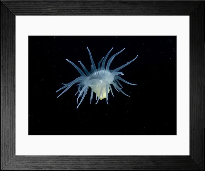 Framed Print : Swimming anemone - A beautiful, flower-like animal, frequently seen attached to corals and sea fans. Some are striped, some are spotted, and some are pure white Framed Print : Swimming anemone - A beautiful, flower-like animal, frequently seen attached to corals and sea fans. Some are striped, some are spotted, and some are pure white